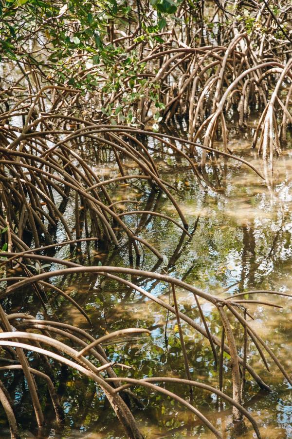 Pousada Reserva de Tatuamunha Pôrto de Pedras Exterior foto